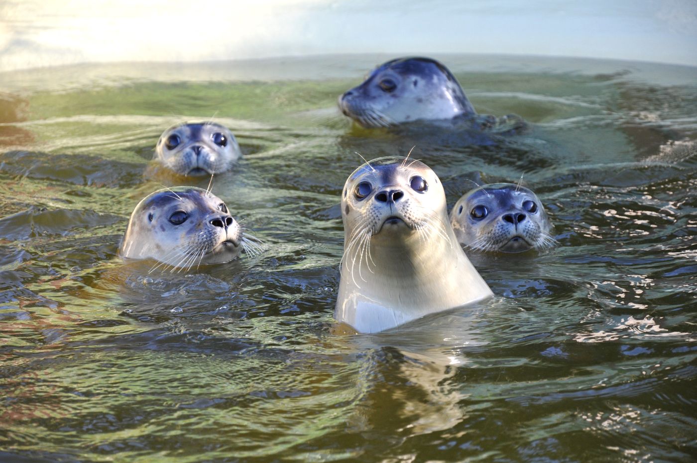 Seehunde strecken die Köpfe aus dem Wasser in der Seehundstation Friedrichskoog